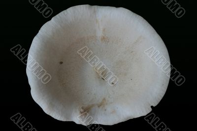 White Cap