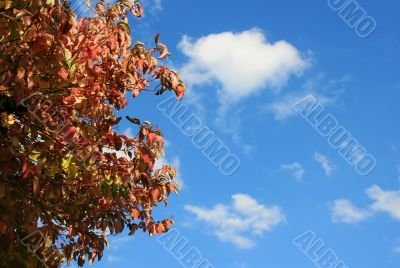 Leaves In Fall