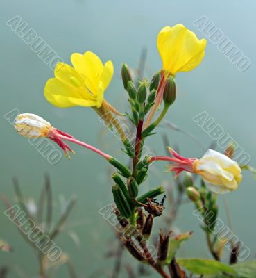 Yellow Flower