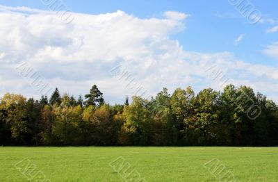 Forest