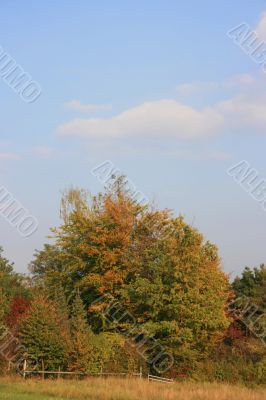 Tree in Fall