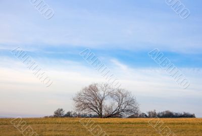 Moorland
