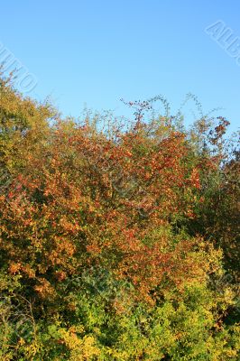Autumn Bush