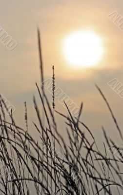 Blades Of Grass