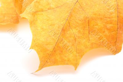 autumnal leaf