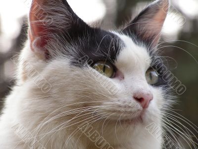 Cat portrait