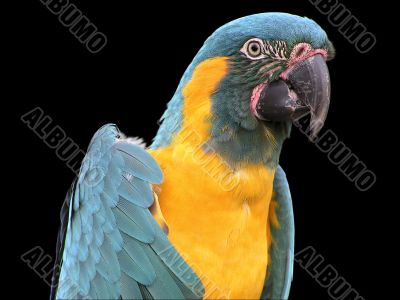 Parrot
