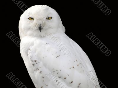 Snowy owl