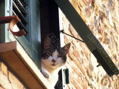 Cat at the window