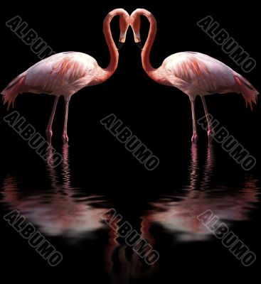 Flamingos