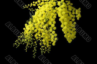 March flower
