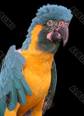 Parrot