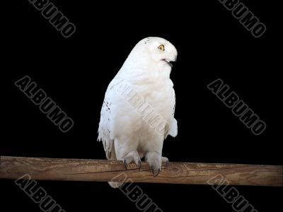 Snowy owl