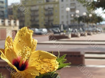 Yellow flower