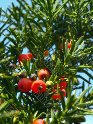 yew tree