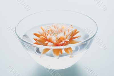orange flower float water
