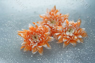 three orange flower