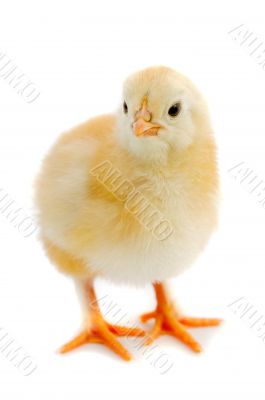 Small chicken