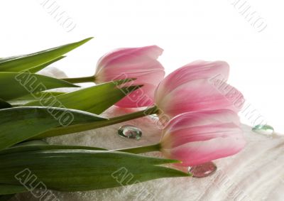 Pink tulips on white towel. SPA composition