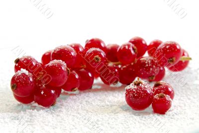 Currant