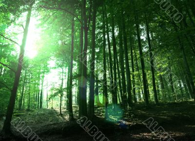 Green forest