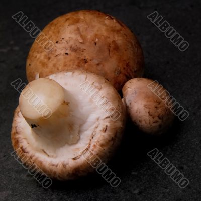 Mushroom, Champignon, Agaricus hortensis