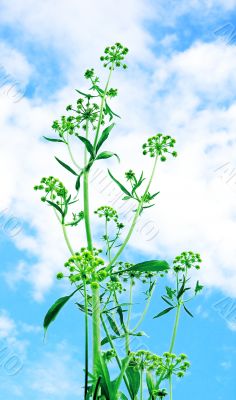 The green aerial.