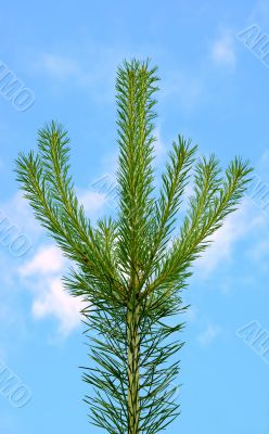 Young green, but already prickly.