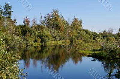 Forest lake in summer