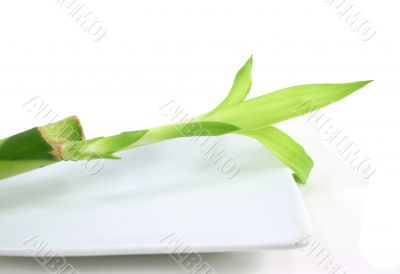 Bamboo on White Plate