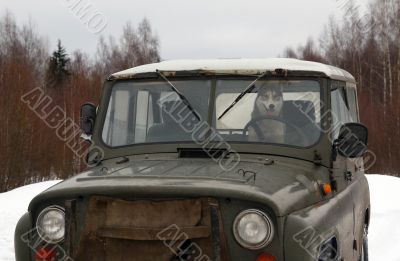 Dog in a car