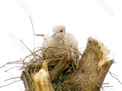 bird nesting