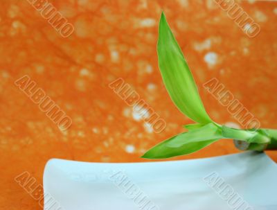 Green Bamboo on Orange Background