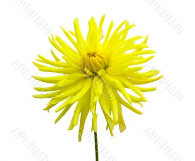 chrysanthemum