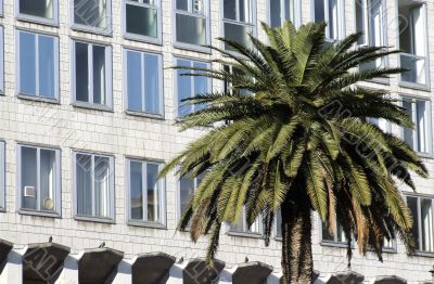 Building with palm