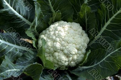 Cabbage
