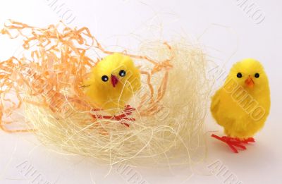 Chicks