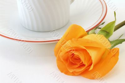 Rose at breackfast
