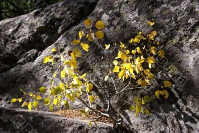 Lichen & moss & aspen leaves