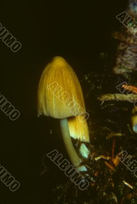 Yellow mushrooms