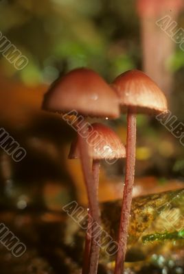 Brown mushrooms
