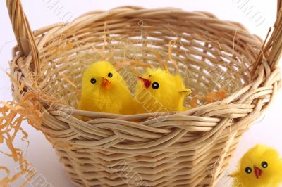 Chicks in the nest