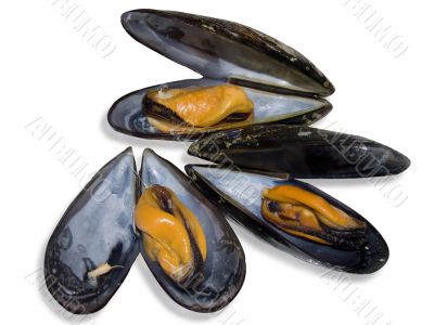 Mussels