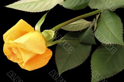 Yellow rose