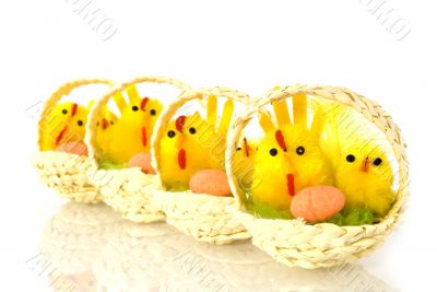 chicks with eggs