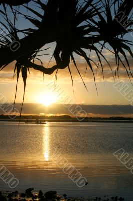 Pandanus Against The Sun