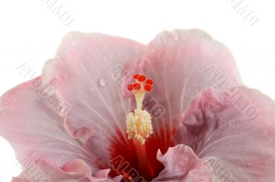 Pink Hibiscus 2