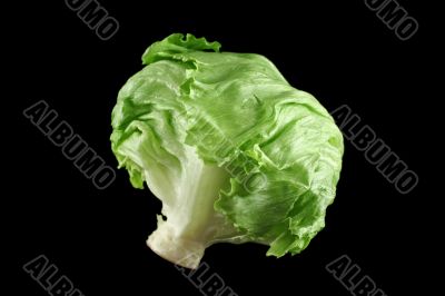 Lettuce 1