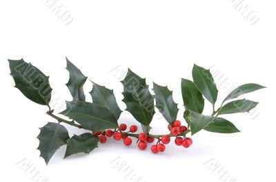 The sprig of European holly Ilex aquifolium