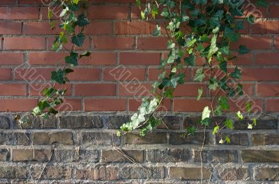 Old brick wall with convolvulus.